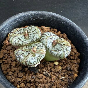 AFRmtBc@sNc*S4.5cm@iIi