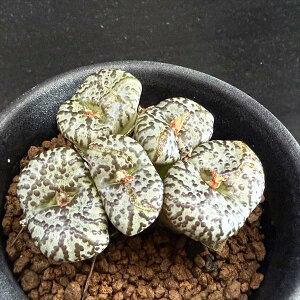 AFRmtBc@sNc*S5cm@iIi