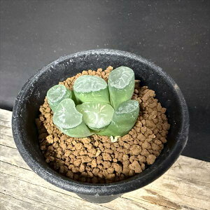 AFnI`A q Ȗ*3.5cm@iIi