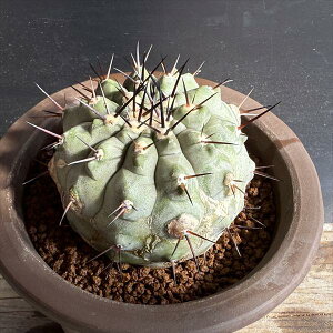 T{eFRsA|A  cM@픫*6.5cm@iIi@LY