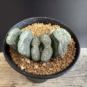 AFnI`A@ʐ@O*7.5cm iIi