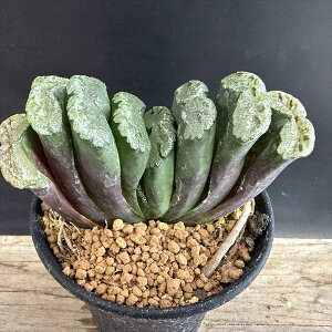 AFnI`A@ʐ@BS14-15iij×R-2*9cm iIi