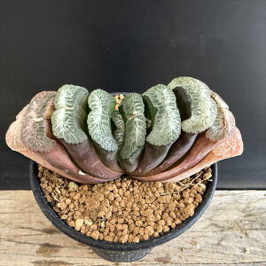 AFnI`A@ʐ@N.41 i*10cm iIi