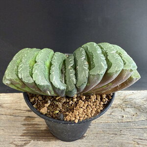 AFnI`A@^ʐ@N-5@*12.5cm iIi