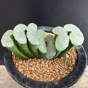 AFnI`A@ʐ@FT-20*9cm iIi