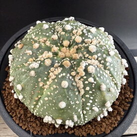 サボテン：アストロフィツム　花園兜丸　実生*幅9cm　現品！一品限り
