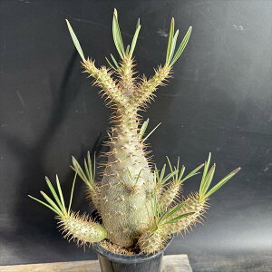 R[fbNXFpL|fBE OLX *}15cm@iIi