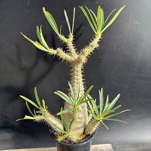 R[fbNXFpL|fBE OLX *}15cm@iIi