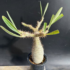 R[fbNXFpL|fBE OLX *}15cm@iIi