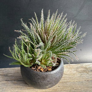 AFAG@nI`ICfX@ˏĔ*11cm@iIi