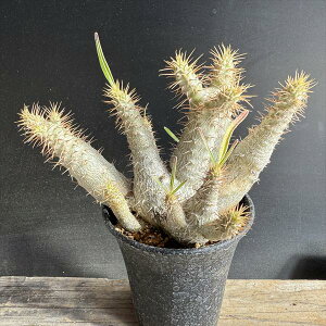 R[fbNXFpL|fBE OLX @*}15cm@iIi