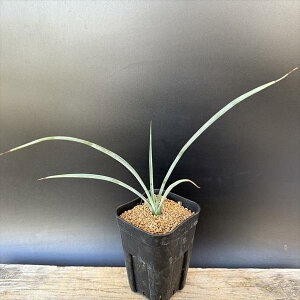 LVJvcFbJ yN[T@*t20cm