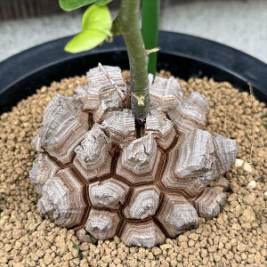 ���������R�[�f�b�N�X�F�A�t���J�T�b��*�򍪕�9cm�@���i�I��i����