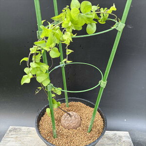 ���������R�[�f�b�N�X�F�A�t���J�T�b��*�򍪕�6cm�@���i�I��i����