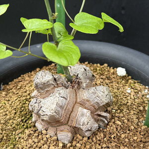 観葉植物 アフリカ亀甲竜」の人気商品一覧 | 安い商品を通販サイトから 