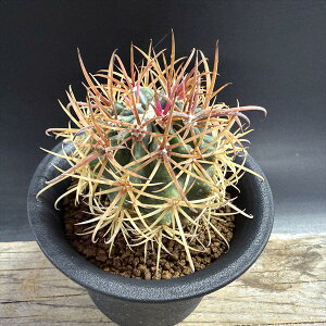 T{eFtFJN^X Ԏh*5cm@ԏ@iIi