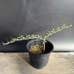 R[fbNXFTRJE@ofeBAG*22cm@iIi@ԏ