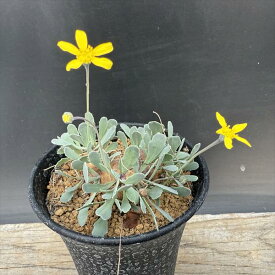 ☆特価☆コーデックス：オトンナ　カカリオイデス*塊根幅5cm　現品！一品限り