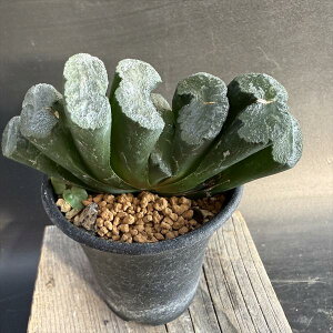 AFnI`A@ʐ@Ld*9.5cm iIi