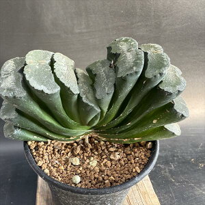 AFnI`A@ʐ@Ld*12cm iIi