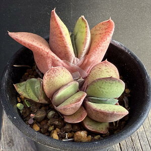 AFKXeA@B狍i܂イj*5.5cm