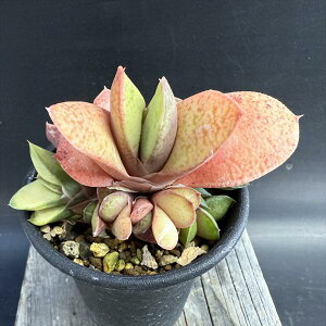 AFKXeA@B狍сi܂イɂj*8.5cm@iIi