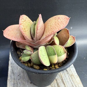 AFKXeA@B狍сi܂イɂj*8cm@iIi