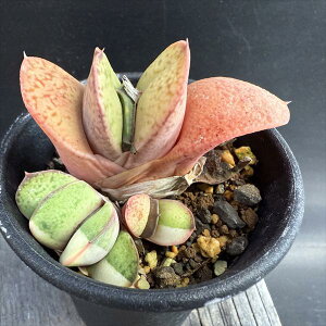 AFKXeA@B狍сi܂イɂj*6cm@iIi