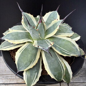 �����A���F�A�K�x�@�����R�с@�N���[���X�p�C�N*��18cm�@���i�I��i����