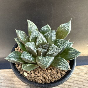 �����A���F�n�I���`�A �V�Ós�P*��7.5cm�@���i�I��i����