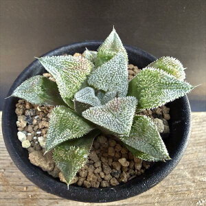 �����A���F�n�I���`�A�@ ���r�A�����[�Y*S ��6.5cm