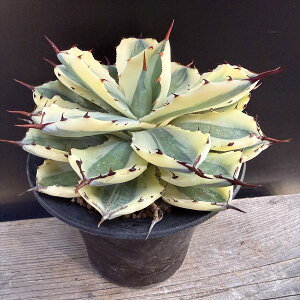 �����A���F�A�K�x�@�g�ˊ��� �X�[�p�[�N���E���@�M�y�Ĕ�*��15cm�@���i�I��i����