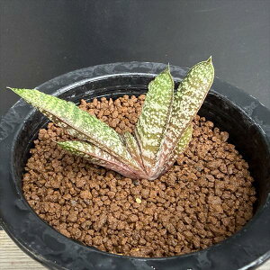 �����A���F�K�X�e���A �o�e�V�A�i �h���~�`�J*��7cm�@���i�I��i����