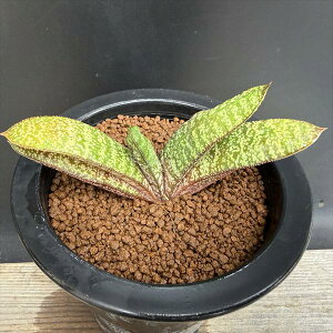 �����A���F�K�X�e���A �o�e�V�A�i �h���~�`�J*��11cm�@���i�I��i����