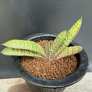 �����A���F�K�X�e���A �o�e�V�A�i �h���~�`�J*��11cm�@���i�I��i����
