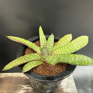 �����A���F�K�X�e���A �o�e�V�A�i �h���~�`�J*��18cm�@���i�I��i����