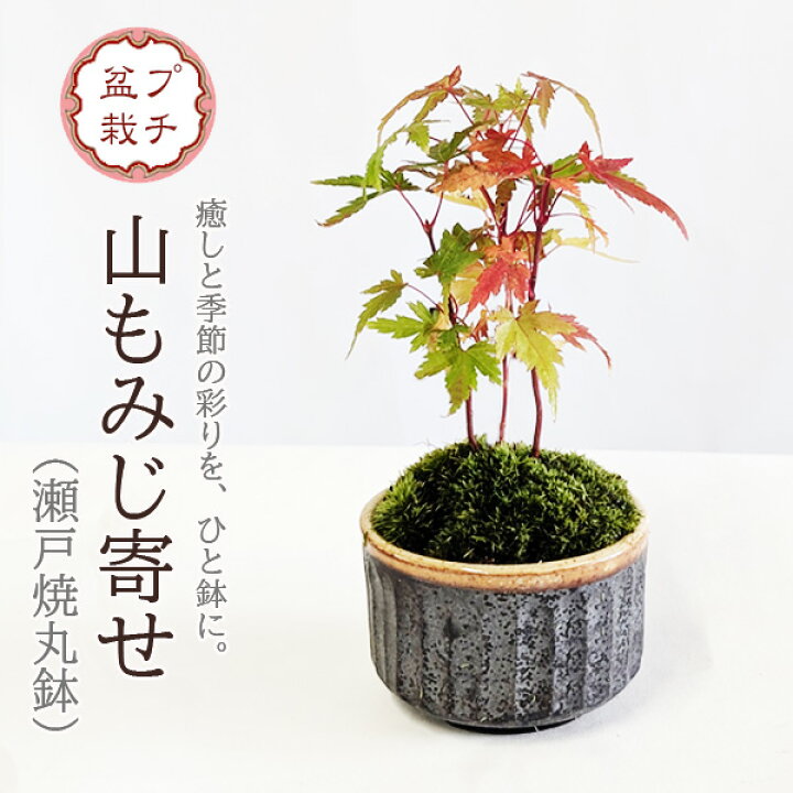 楽天市場】【即日出荷可!】ミニ盆栽：山もみじ寄せ*（瀬戸焼丸鉢）苔 