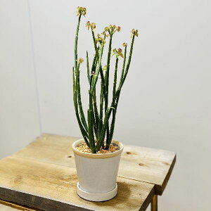 観葉植物 ユーフォルビア 農業資材 ガーデニング用品の人気商品 通販 価格比較 価格 Com 観葉植物 ユーフォルビア 農業資材 ガーデニング用品の人気商品 通販 価格比較 価格 Com