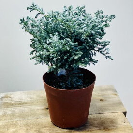 楽天市場 ミニ クリスマスツリー 観葉植物 花 観葉植物 花 ガーデン Diyの通販