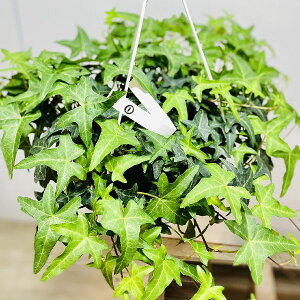 観葉植物 アイビー 6号の人気商品 通販 価格比較 価格 Com 観葉植物 アイビー 6号の人気商品 通販 価格比較 価格 Com