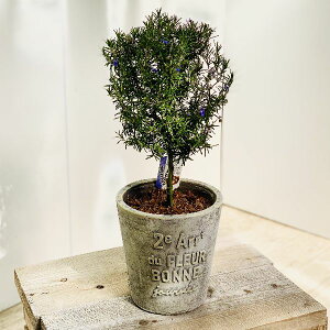 ローズマリー 鉢植えの人気商品 通販 価格比較 価格 Com ローズマリー 鉢植えの人気商品 通販 価格比較 価格 Com