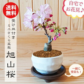 桜盆栽：ミニ旭山桜(白丸変形鉢)*受け皿付き さくら 誕生日 祝 一才桜 ギフトお試し gift プレゼントにも【2024年春開花】【桜盆栽】【さくら盆栽】【送料無料】自宅でお花見 bonsai