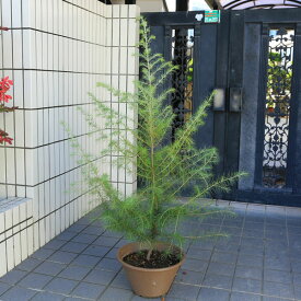 楽天市場 もみの木 鉢植えの通販