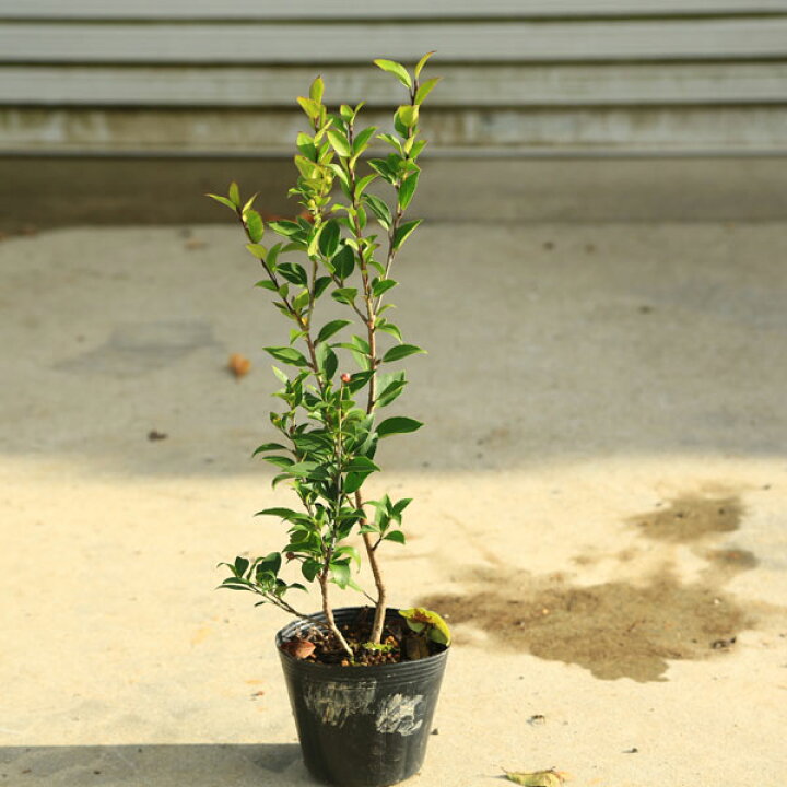楽天市場 庭木 植木 シンボルツリー クロソヨゴ くろそよご 黒ソヨゴ 苗 樹高40ｃｍ 佐川急便 遊恵盆栽 楽天市場店