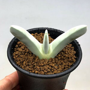 �����A���F�P�C���h�v�V�X �X��*��7cm