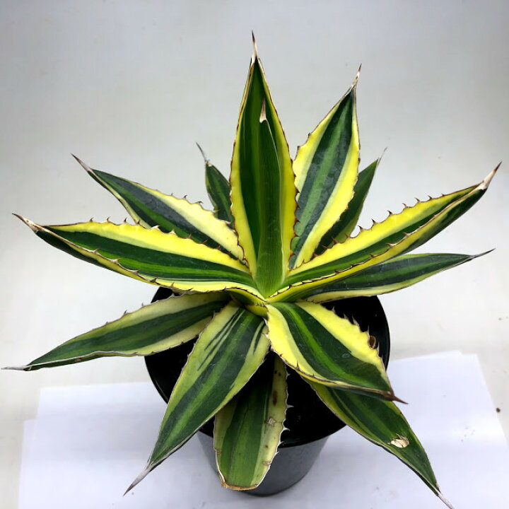 楽天市場】多肉植物：アガベ 五色万代*L 幅20cm : 遊恵盆栽 楽天市場店