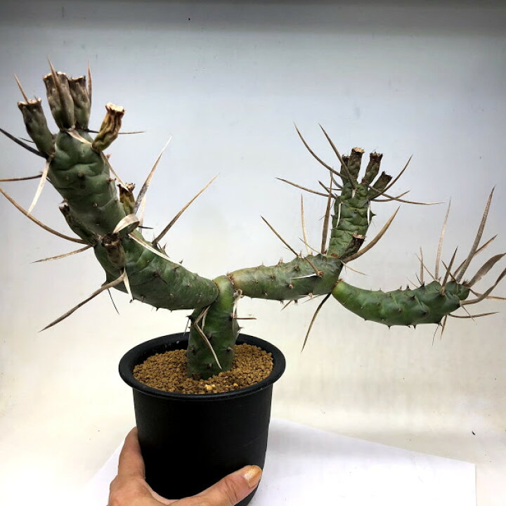 楽天市場 サボテン テフロカクタス 黒太刀 全幅30ｃｍ 遊恵盆栽 楽天市場店