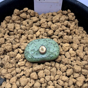 AFRmtBc@IuRf@_f*1.5cm