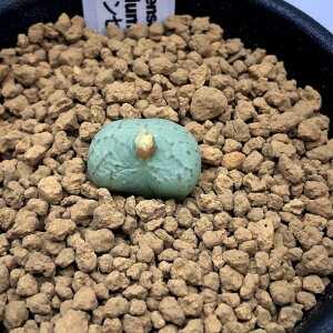 AFRmtBc@IuRf@xeZ*1.5cm