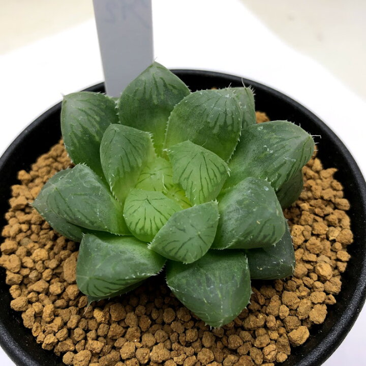 264円 Seasonal Wrap入荷 多肉植物 ハオルチア オブツーサ Hyb 幅5ｃｍ